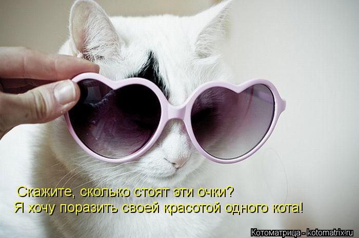 Скажите, сколько стоят эти очки? Я хочу поразить своей красотой одного кота!... Котоматрица: Скажите, сколько стоят эти очки? Я хочу поразить своей красотой одного кота!