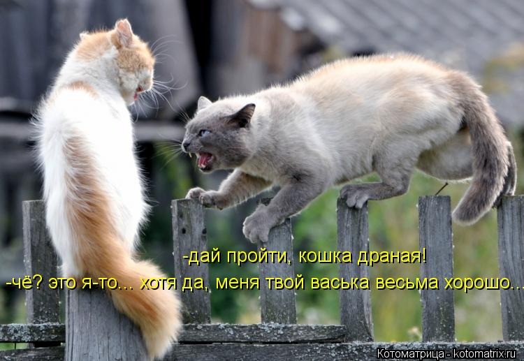 Котоматрица: -дай пройти, кошка драная! -чё? это я-то... хотя да, меня твой васька весьма хорошо...