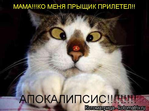 МАМА!!!КО МЕНЯ ПРЫЩИК ПРИЛЕТЕЛ!! АПОКАЛИПСИС!!!!!!!!!... Котоматрица: МАМА!!!КО МЕНЯ ПРЫЩИК ПРИЛЕТЕЛ!! АПОКАЛИПСИС!!!!!!!!!