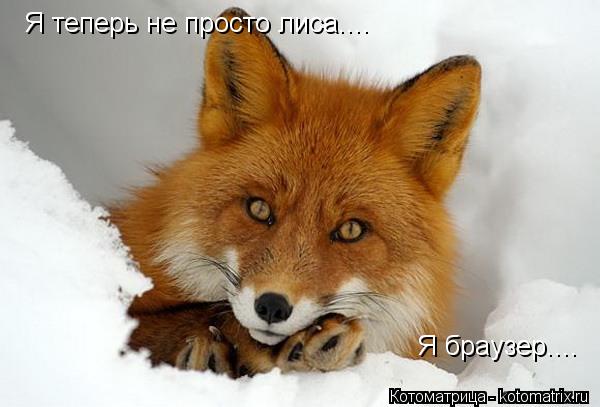 Котоматрица: Я теперь не просто лиса.... Я браузер....