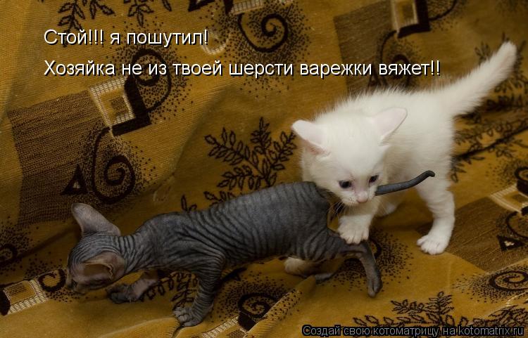 Стой!!! я пошутил! Хозяйка не из твоей шерсти варежки вяжет!!... Котоматрица: Стой!!! я пошутил! Хозяйка не из твоей шерсти варежки вяжет!!