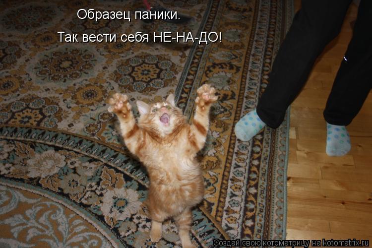 Котоматрица: Образец паники. Так вести себя НЕ-НА-ДО!
