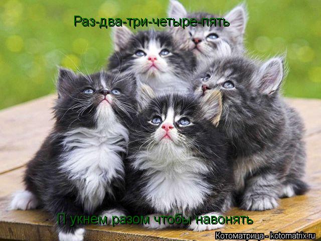 Котоматрица: Раз-два-три-четыре-пять П укнем разом чтобы навонять