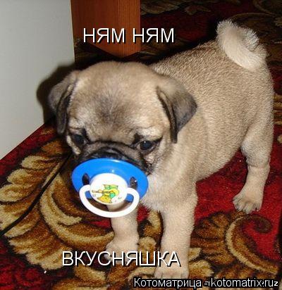 НЯМ НЯМ НЯМ НЯМ ВКУСНЯШКА ВКУСНЯШКА... Котоматрица: НЯМ НЯМ НЯМ НЯМ ВКУСНЯШКА ВКУСНЯШКА