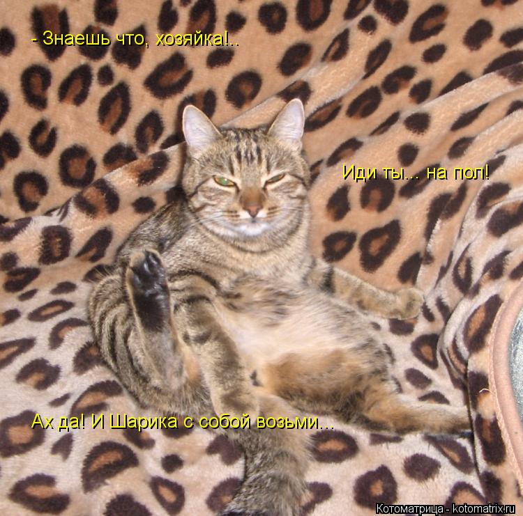 Котоматрица: - Знаешь что, хозяйка!.. Иди ты... на пол! Ах да! И Шарика с собой возьми...