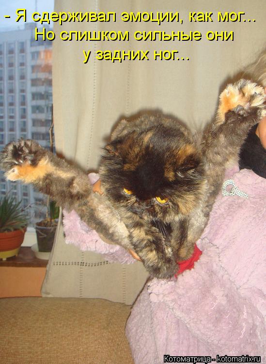 Котоматрица: - Я сдерживал эмоции, как мог... Но слишком сильные они у задних ног...