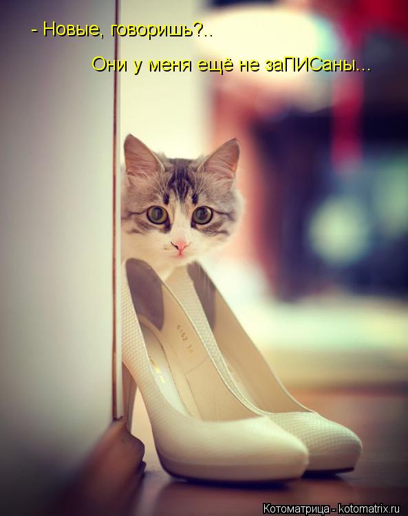 Котоматрица: - Новые, говоришь?.. Они у меня ещё не заПИСаны...