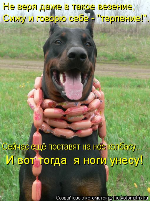 Котоматрица: Не веря даже в такое везение, Не веря даже в такое везение,  Сижу и говорю себе - "терпение!".  Сейчас ещё поставят на нос колбасу...  И вот тогда  