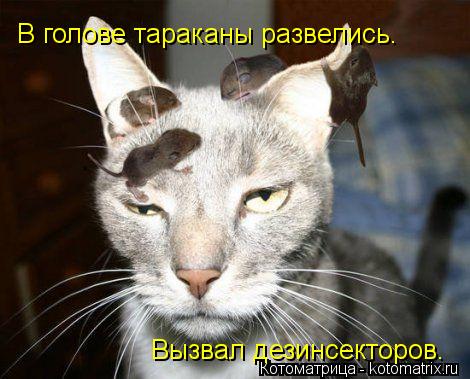Котоматрица: В голове тараканы развелись. Вызвал дезинсекторов.