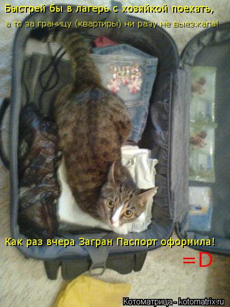 Котоматрица: Быстрей бы в лагерь с хозяйкой поехать,  а то за границу (квартиры) ни разу не выезжала! Как раз вчера Загран Паспорт оформила! =D