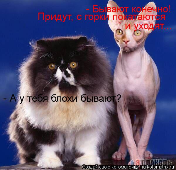 Котоматрица: - А у тебя блохи бывают? - Бывают конечно! Придут, с горки покатаются  и уходят...
