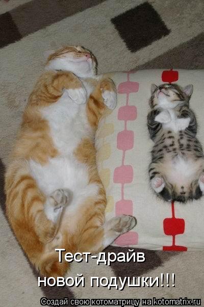 Котоматрица: Тест-драйв  новой подушки!!!