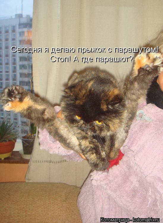 Котоматрица: Сегодня я делаю прыжок с парашутом! Стоп! А где парашют?