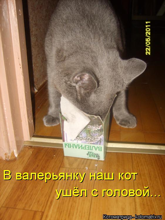 Котоматрица: В валерьянку наш кот  ушёл с головой...