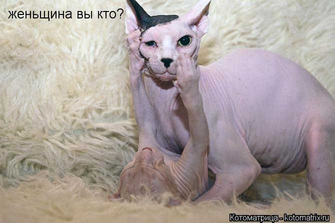 женьщина вы кто?... Котоматрица: женьщина вы кто?