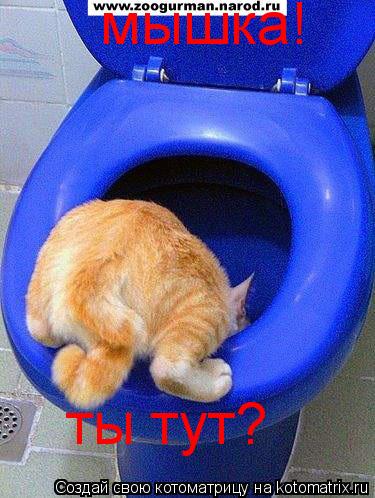 Котоматрица: мышка! ты тут?
