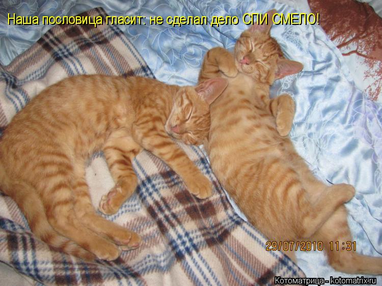 Котоматрица: Наша пословица гласит: не сделал дело СПИ СМЕЛО!