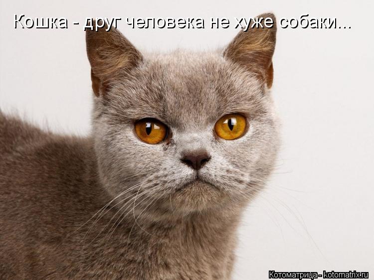 Котоматрица: Кошка - друг человека не хуже собаки...
