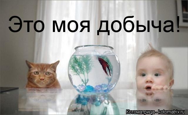 Котоматрица: Это моя добыча!