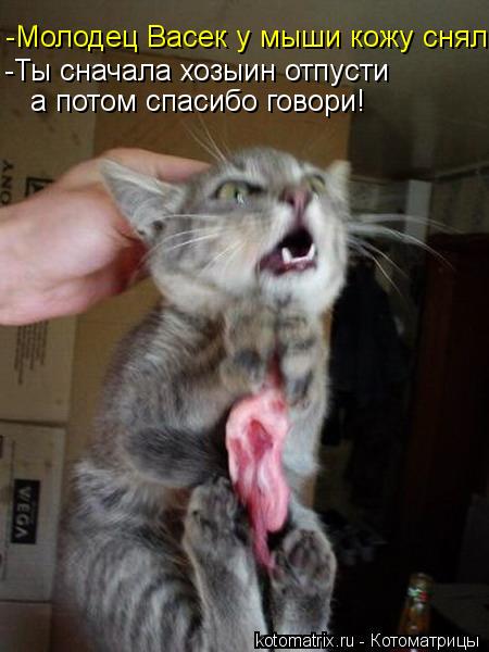 Котоматрица: -Молодец Васек у мыши кожу снял! -Ты сначала хозыин отпусти  а потом спасибо говори!