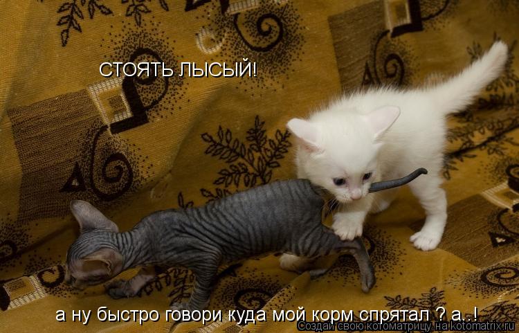 Котоматрица: СТОЯТЬ ЛЫСЫЙ! а ну быстро говори куда мой корм спрятал ? а..!