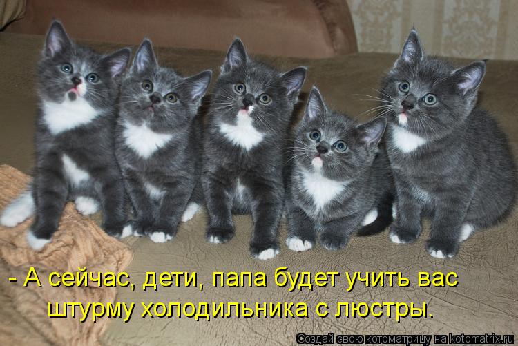 Котоматрица: - А сейчас, дети, папа будет учить вас штурму холодильника с люстры.