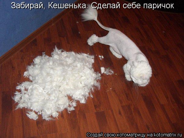 Забирай, Кешенька. Сделай себе паричок... Котоматрица: Забирай, Кешенька. Сделай себе паричок