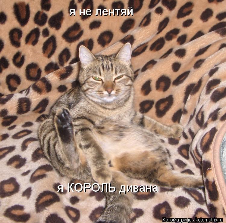 я не лентяй я КОРОЛЬ дивана... Котоматрица: я не лентяй я КОРОЛЬ дивана