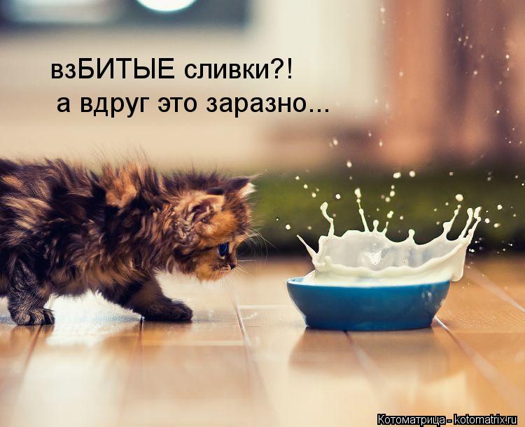 Котоматрица: взБИТЫЕ сливки?! а вдруг это заразно...