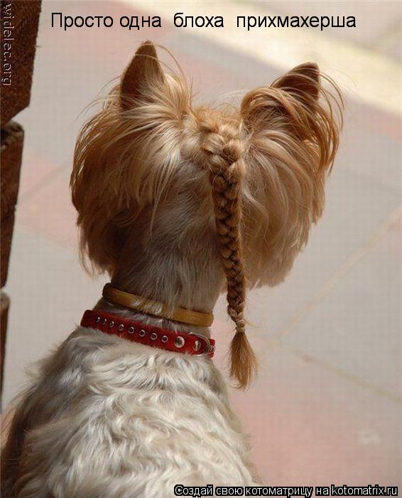 Котоматрица: Просто одна  блоха  прихмахерша  Просто одна  блоха  прихмахерша