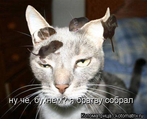 Котоматрица: ну чё, бухнём? я братву собрал