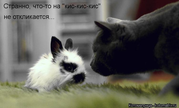 Котоматрица: Странно, что-то на "кис-кис-кис" не откликается...