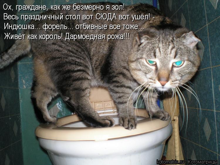 Ох, граждане, как же безмерно я зол! Весь праздничный стол вот СЮДА вот ушёл! - Индюшка... форель... ... Котоматрица: Ох, граждане, как же безмерно я зол! Весь праздничный стол вот СЮДА вот ушёл! - Индюшка... форель... отбивные все тоже... Живёт как король! Дармое
