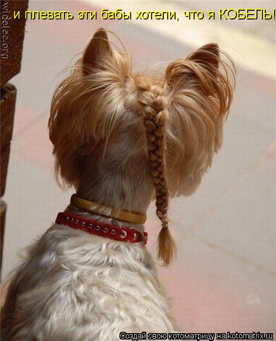 Котоматрица: ...и плевать эти бабы хотели, что я КОБЕЛЬ!