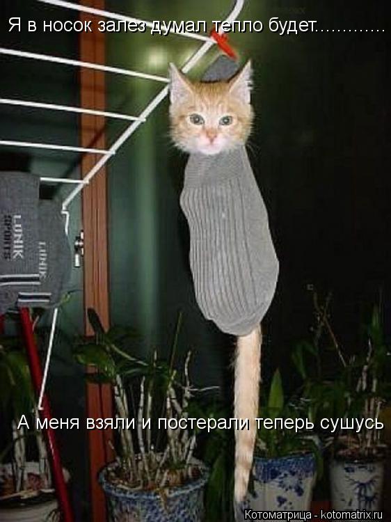 Котоматрица: Я в носок залез думал тепло будет............. А меня взяли и постерали теперь сушусь