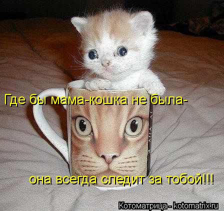 Котоматрица: Где бы мама-кошка не была- она всегда следит за тобой!!!