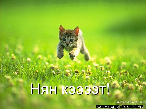 Котоматрица: Нян кээээт!