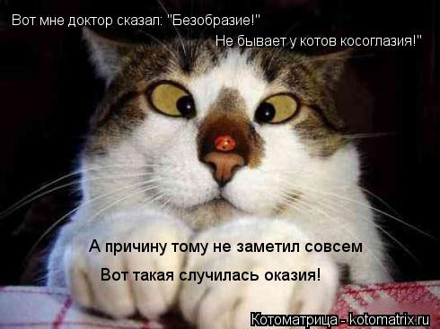 Котоматрица: Вот мне доктор сказал: "Безобразие!" Не бывает у котов косоглазия!" А причину тому не заметил совсем Вот такая случилась оказия!