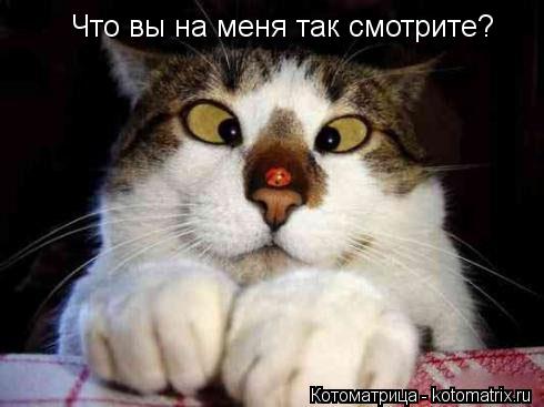 Котоматрица: Что вы на меня так смотрите?
