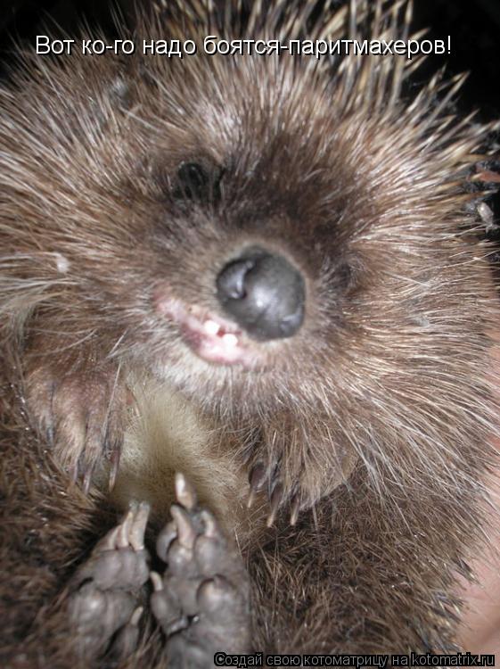 Вот ко-го надо боятся-паритмахеров!... Котоматрица: Вот ко-го надо боятся-паритмахеров!