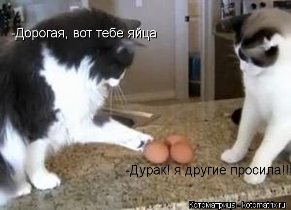 -Дорогая, вот тебе яйца -Дурак! я другие просила!!!... Котоматрица: -Дорогая, вот тебе яйца -Дурак! я другие просила!!!