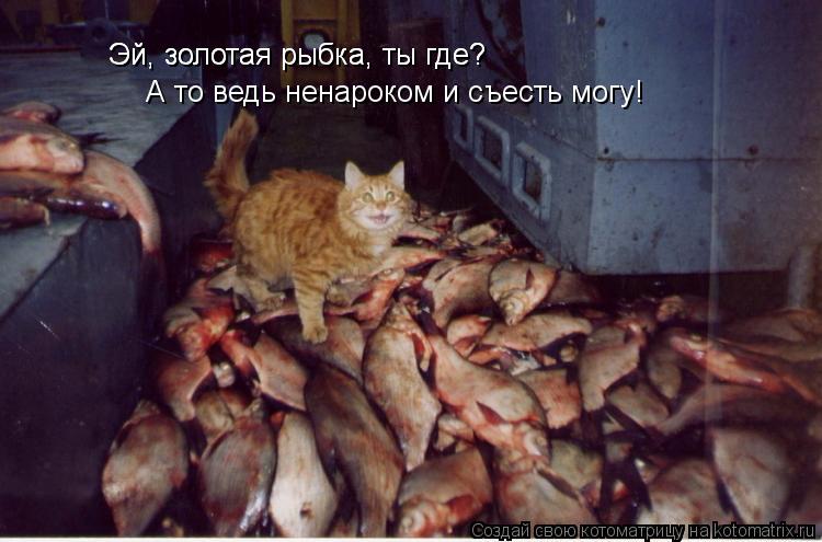 Котоматрица: Эй, золотая рыбка, ты где? Эй, золотая рыбка, ты где? А то ведь ненароком и съесть могу!