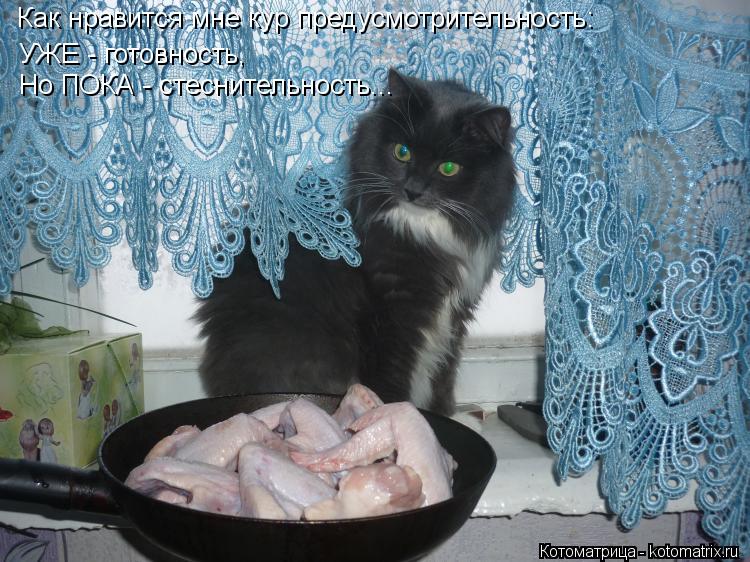 Котоматрица: Как нравится мне кур предусмотрительность: УЖЕ - готовность,  Но ПОКА - стеснительность...