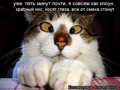 Котоматрица: уже  пять минут почти, я совсем как клоун. красный нос, косят глаза, все от смеха стонут.