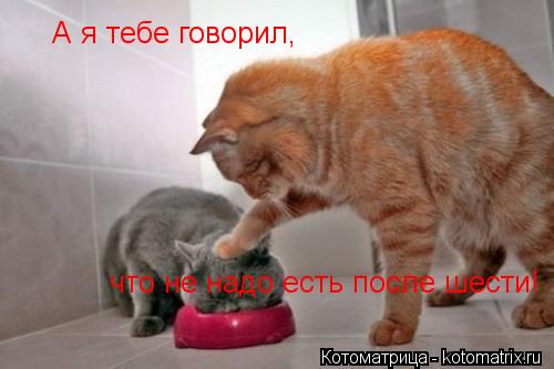 А я тебе говорил, что не надо есть после шести!... Котоматрица: А я тебе говорил, что не надо есть после шести!