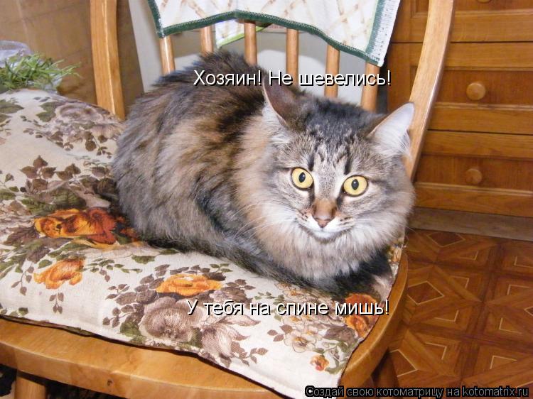 Котоматрица: У тебя на спине мишь! Хозяин! Не шевелись!