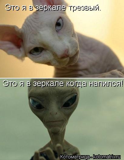 Котоматрица: Это я в зеркале трезвый. Это я в зеркале когда напился!