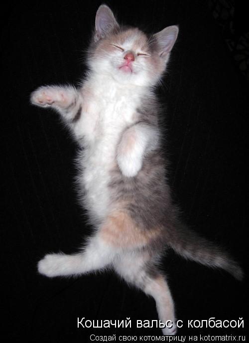 Кошачий вальс с колбасой... Котоматрица: Кошачий вальс с колбасой