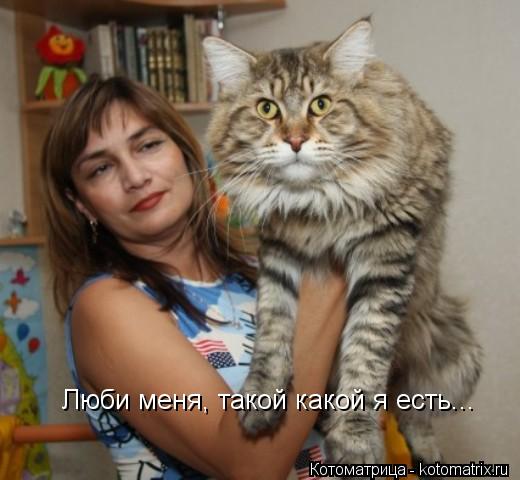 Котоматрица: Люби меня, такой какой я есть...