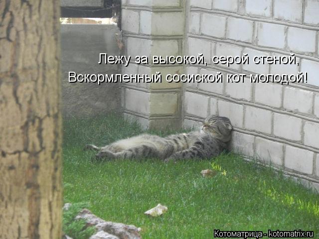 Котоматрица: Лежу за высокой, серой стеной, Вскормленный сосиской кот молодой!